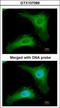 Phosducin-like protein antibody, GTX107089, GeneTex, Immunocytochemistry image 