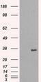 Serine/threonine-protein kinase Nek6 antibody, GTX84056, GeneTex, Western Blot image 