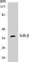 NFKB Inhibitor Beta antibody, EKC1312, Boster Biological Technology, Western Blot image 