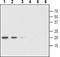 Glial Cell Derived Neurotrophic Factor antibody, TA328658, Origene, Western Blot image 