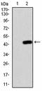 Natural Killer Cell Cytotoxicity Receptor 3 Ligand 1 antibody, orb314838, Biorbyt, Western Blot image 