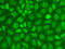 CpG-binding protein antibody, A13423, ABclonal Technology, Western Blot image 