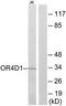 Olfactory Receptor Family 4 Subfamily D Member 1 antibody, TA315345, Origene, Western Blot image 