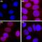 Nuclear Pore Complex Proteins antibody, 682203, BioLegend, Immunocytochemistry image 