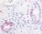 Prostaglandin E Receptor 2 antibody, 48-250, ProSci, Immunohistochemistry frozen image 
