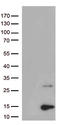 PPY antibody, LS-C793187, Lifespan Biosciences, Western Blot image 