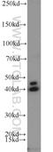 Ccn3 antibody, 55449-1-AP, Proteintech Group, Western Blot image 