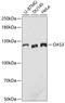 2'-5'-Oligoadenylate Synthetase 3 antibody, 23-868, ProSci, Western Blot image 