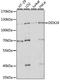 DEAD-Box Helicase 24 antibody, LS-C750449, Lifespan Biosciences, Western Blot image 