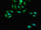 PCGF2 antibody, orb52831, Biorbyt, Immunocytochemistry image 