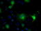 Isocitrate Dehydrogenase (NADP(+)) 1, Cytosolic antibody, TA500610, Origene, Immunofluorescence image 