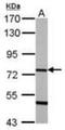 SgII antibody, orb181693, Biorbyt, Western Blot image 