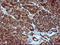 Dedicator of cytokinesis protein 8 antibody, LS-C338090, Lifespan Biosciences, Immunohistochemistry frozen image 