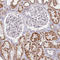 Phosphodiesterase 6D antibody, HPA037434, Atlas Antibodies, Immunohistochemistry paraffin image 