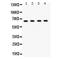 Amyloid beta A4 precursor protein-binding family B member 1 antibody, LS-C407896, Lifespan Biosciences, Western Blot image 