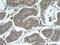 Coiled-Coil-Helix-Coiled-Coil-Helix Domain Containing 4 antibody, 66718-1-Ig, Proteintech Group, Immunohistochemistry frozen image 