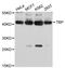 TATA-Box Binding Protein antibody, STJ25784, St John