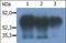 Phosphoprotein Membrane Anchor With Glycosphingolipid Microdomains 1 antibody, orb88472, Biorbyt, Western Blot image 