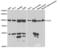 Cullin 5 antibody, LS-C334016, Lifespan Biosciences, Western Blot image 