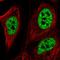 Zinc Finger Protein 621 antibody, HPA065518, Atlas Antibodies, Immunofluorescence image 