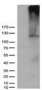 Actin Filament Associated Protein 1 antibody, CF810491, Origene, Western Blot image 