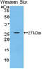 Spondin 2 antibody, LS-C296492, Lifespan Biosciences, Western Blot image 
