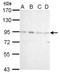 Cold Shock Domain Containing E1 antibody, LS-C186416, Lifespan Biosciences, Western Blot image 