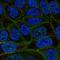 Chromosome 4 Open Reading Frame 19 antibody, HPA052894, Atlas Antibodies, Immunofluorescence image 