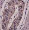 Vav Guanine Nucleotide Exchange Factor 2 antibody, orb378444, Biorbyt, Immunohistochemistry paraffin image 