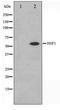 Heat shock factor protein 1 antibody, TA347332, Origene, Western Blot image 