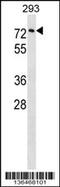 Copine-3 antibody, 58-636, ProSci, Western Blot image 