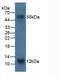 S100 Calcium Binding Protein A14 antibody, MBS2027367, MyBioSource, Western Blot image 
