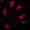 Suppressor Of Cytokine Signaling 1 antibody, orb224046, Biorbyt, Immunofluorescence image 