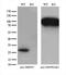 Mitochondrial Ribosomal Protein S7 antibody, M12749, Boster Biological Technology, Western Blot image 