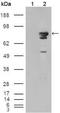 B-Raf Proto-Oncogene, Serine/Threonine Kinase antibody, MA5-15317, Invitrogen Antibodies, Western Blot image 