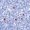 Human IgD antibody, PA5-16400, Invitrogen Antibodies, Immunohistochemistry paraffin image 