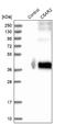 Complement Component 5a Receptor 2 antibody, NBP1-86777, Novus Biologicals, Western Blot image 