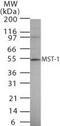 Hepatocyte growth factor-like protein antibody, PA1-41410, Invitrogen Antibodies, Western Blot image 