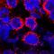 Alpha-2-Macroglobulin antibody, AF1938, R&D Systems, Immunofluorescence image 