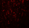 Nuclear Receptor Subfamily 1 Group H Member 3 antibody, 5577, ProSci Inc, Immunofluorescence image 