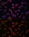 Cytohesin 1 antibody, GTX66363, GeneTex, Immunofluorescence image 