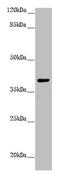mH2A1 antibody, LS-C675846, Lifespan Biosciences, Western Blot image 