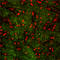 Type-1A angiotensin II receptor antibody, ADI-905-743-100, Enzo Life Sciences, Immunohistochemistry frozen image 