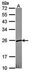 VHL Binding Protein 1 antibody, orb69720, Biorbyt, Western Blot image 