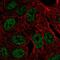 Zinc Finger Protein 283 antibody, PA5-67265, Invitrogen Antibodies, Immunofluorescence image 