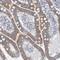 Zinc Finger CCCH-Type Containing 3 antibody, PA5-54862, Invitrogen Antibodies, Immunohistochemistry frozen image 