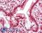 GH3 Domain Containing antibody, LS-B8874, Lifespan Biosciences, Immunohistochemistry paraffin image 
