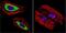 Cytohesin 2 antibody, GTX22728, GeneTex, Immunofluorescence image 