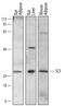 KIT Ligand antibody, AF6998, R&D Systems, Western Blot image 