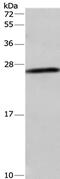 Dynactin Subunit 6 antibody, PA5-50394, Invitrogen Antibodies, Western Blot image 